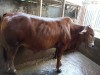 Silsela Agro Cow